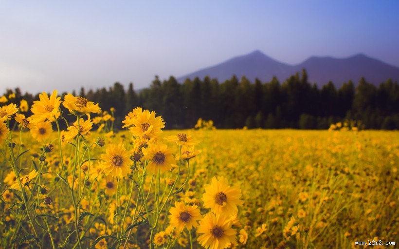 漂亮的雏菊花丛图片大全