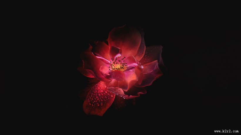 带露珠的花朵图片