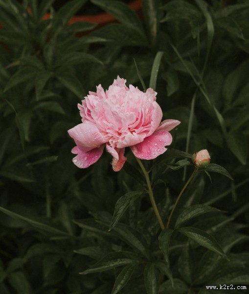 带露珠的花朵图片