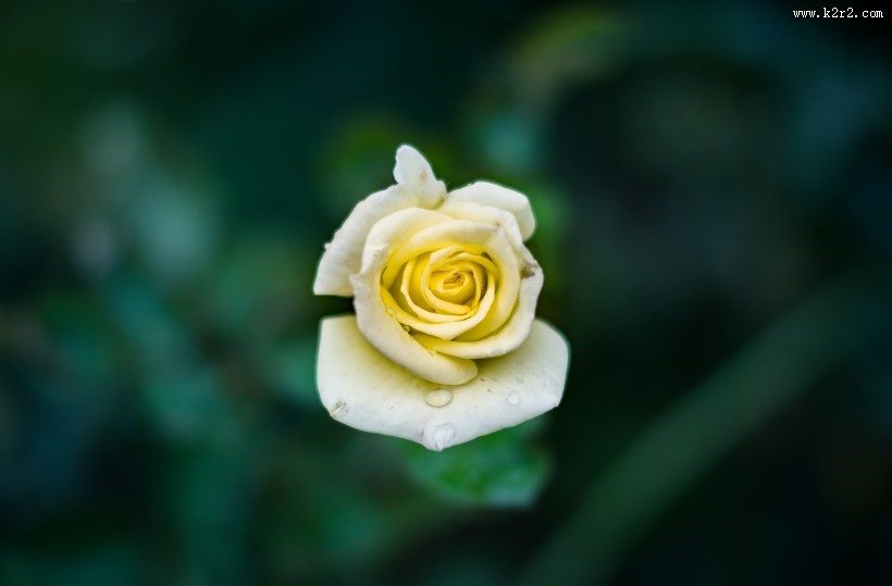 带露珠的花朵图片