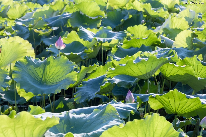 夏日含苞待放的荷花图片