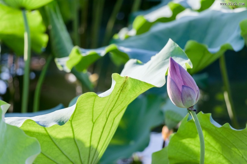 夏日含苞待放的荷花图片
