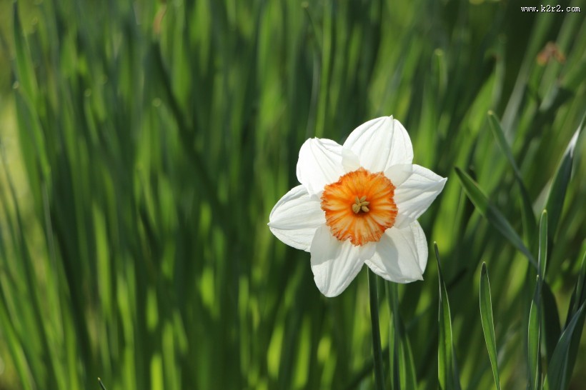 漂亮的水仙花图片
