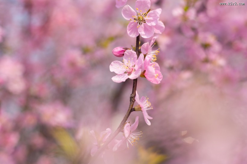 春风里盛开的桃花图片