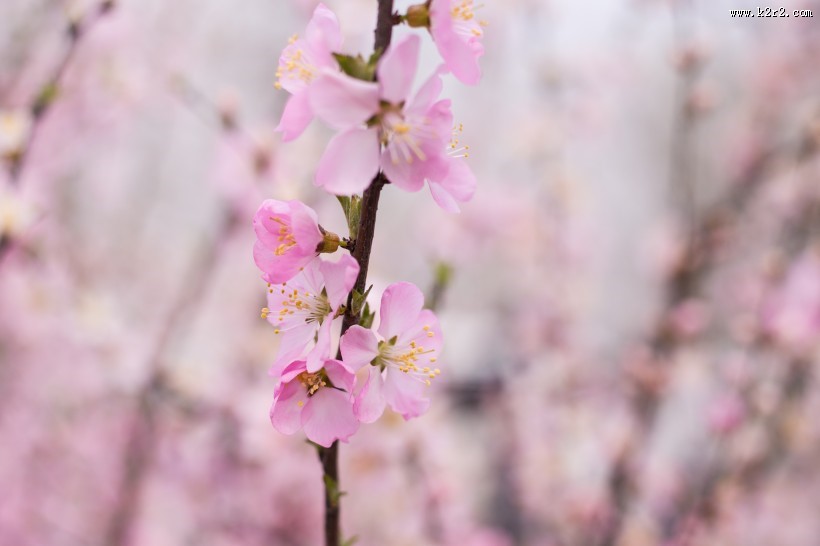 春风里盛开的桃花图片