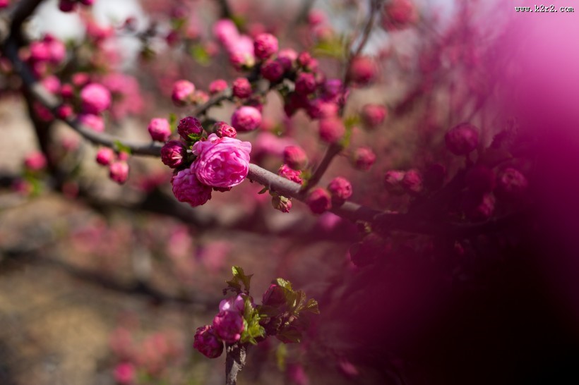 春风里盛开的桃花图片