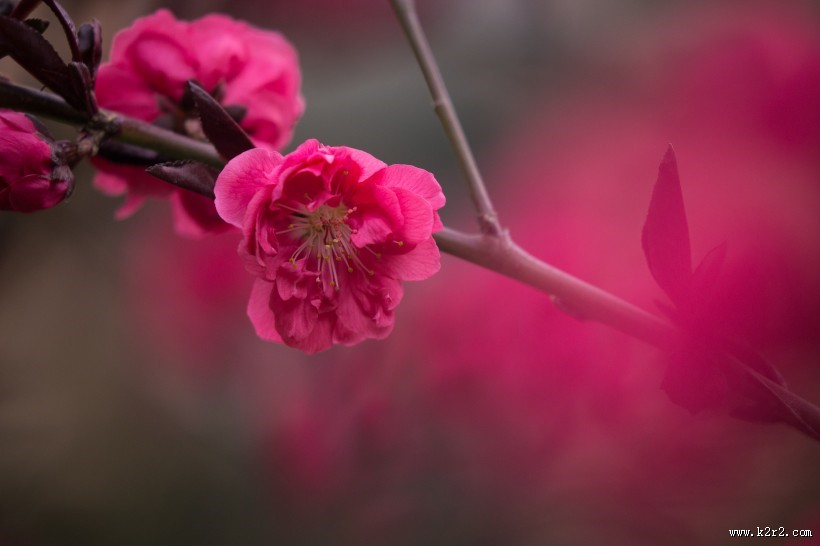 春风里盛开的桃花图片