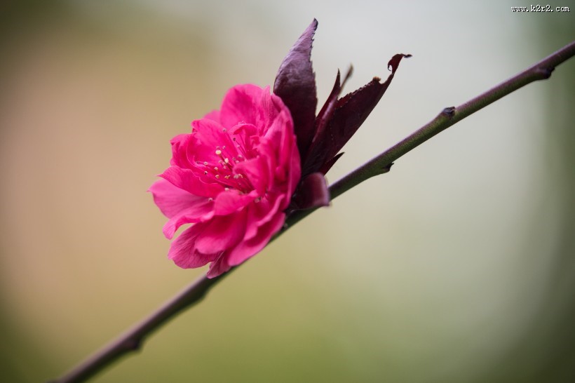 春风里盛开的桃花图片
