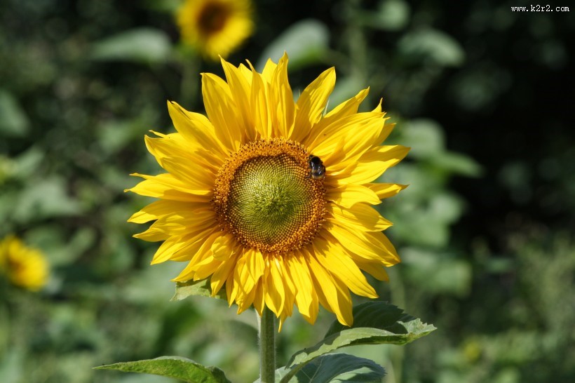 美丽的向日葵图片