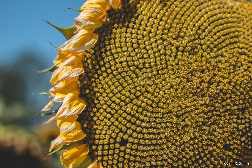 美丽的向日葵图片