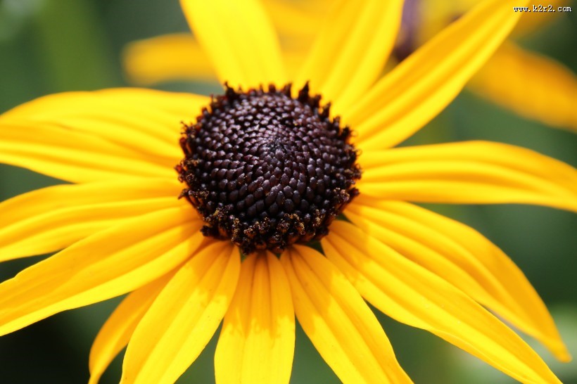 黄色非洲菊图片