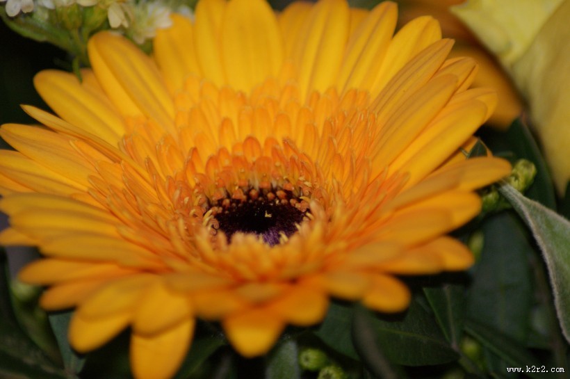 黄色非洲菊图片