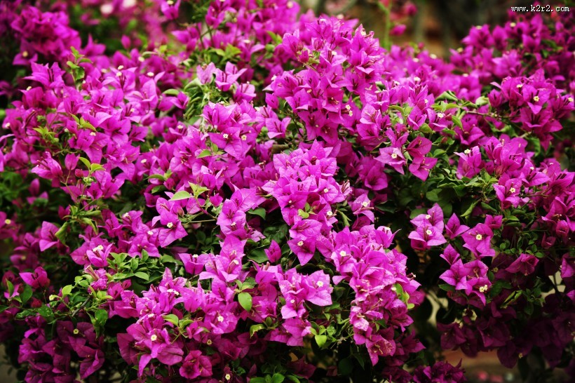 怒放的紫色三角梅图片