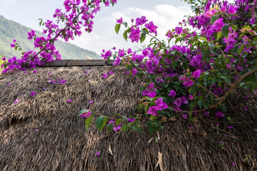 怒放的紫色三角梅图片