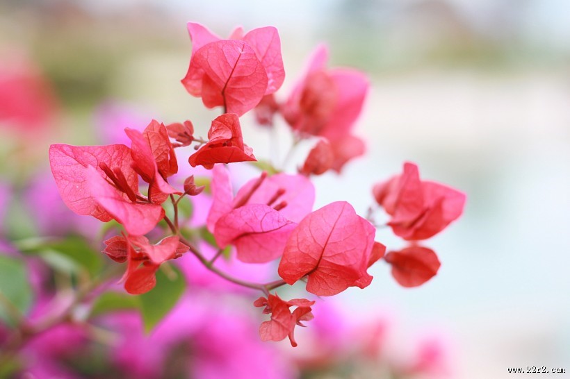 怒放的紫色三角梅图片