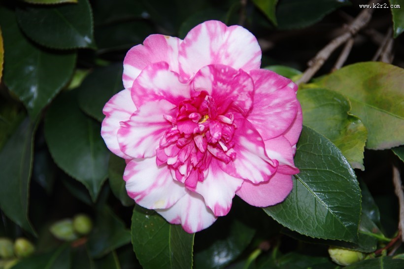 各种颜色的怒放的茶花图片