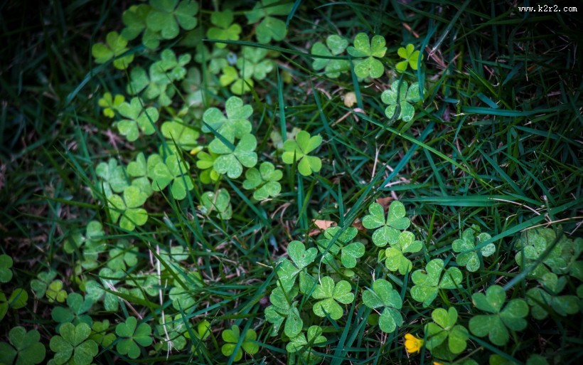 清新绿色四叶草图片