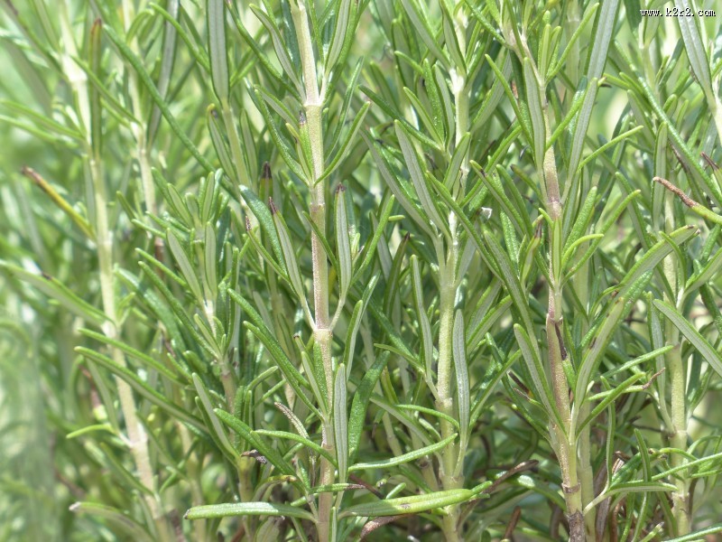 绿色鲜嫩迷迭香图片