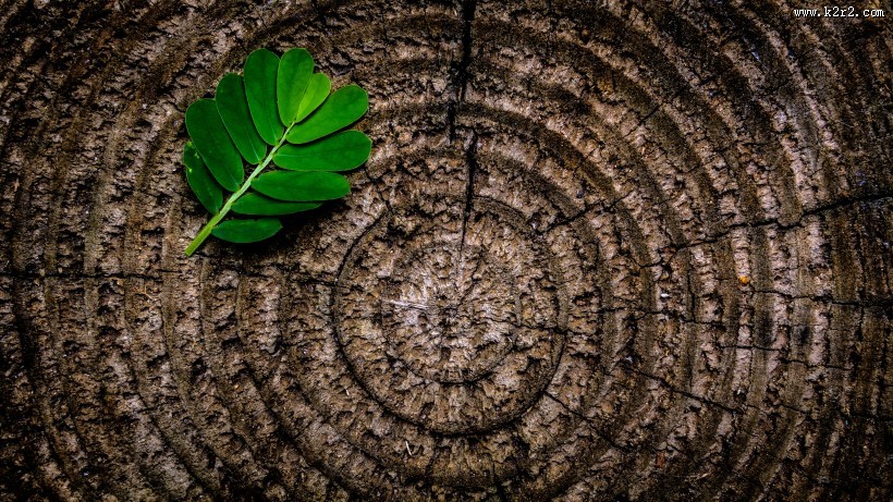 一片绿色的树叶图片