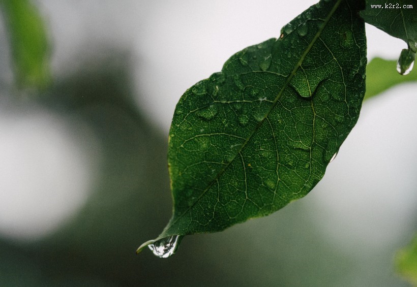 一片绿色的树叶图片
