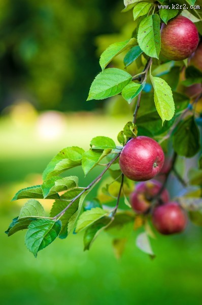 苹果树上的苹果图片
