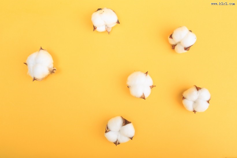 雪白柔软的棉花图片