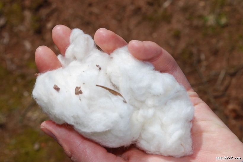 雪白柔软的棉花图片