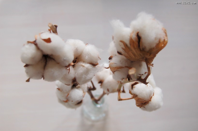 雪白柔软的棉花图片