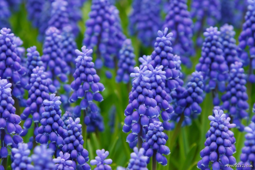 漂亮的紫色葡萄风信子图片大全