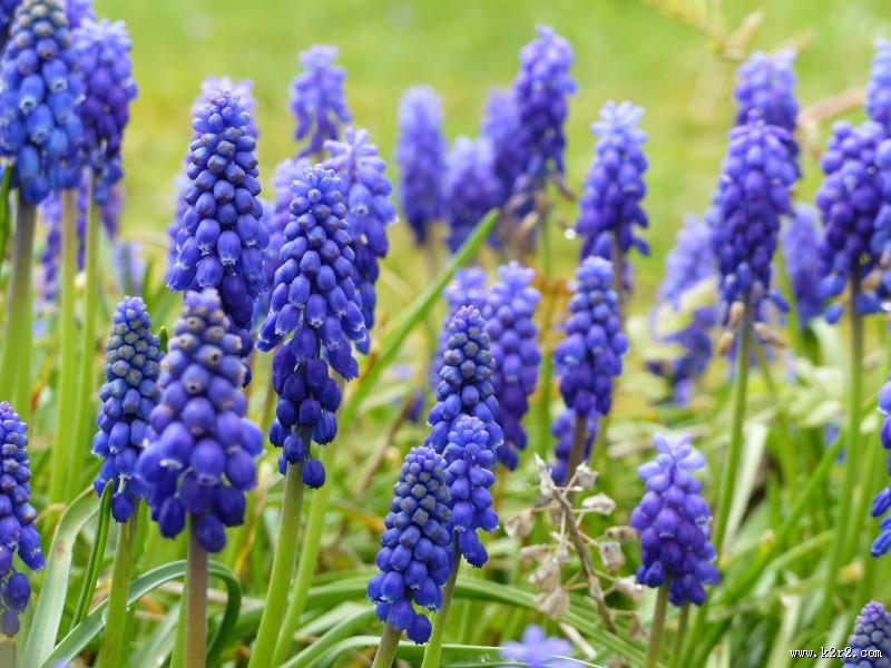 漂亮的紫色葡萄风信子图片大全