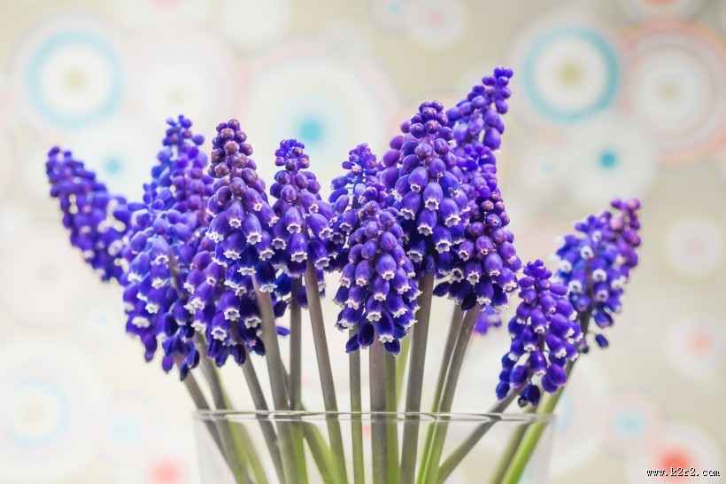 漂亮的紫色葡萄风信子图片大全