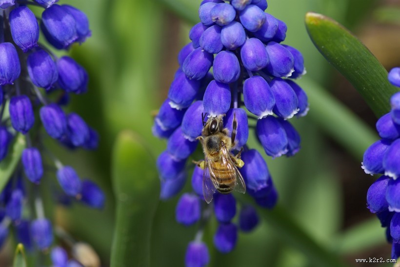 漂亮的紫色葡萄风信子图片大全