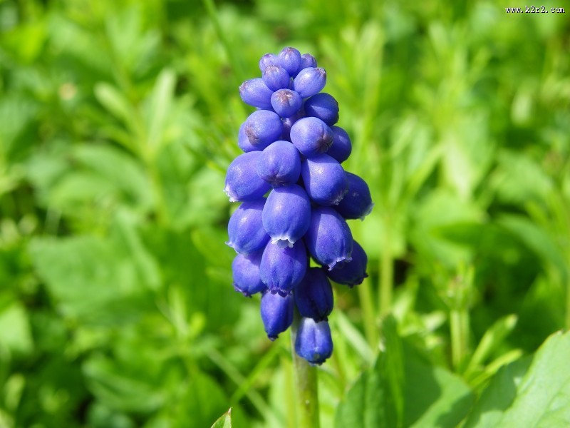漂亮的紫色葡萄风信子图片大全