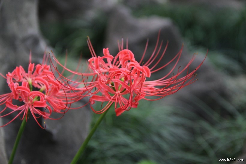 火红的彼岸花图片