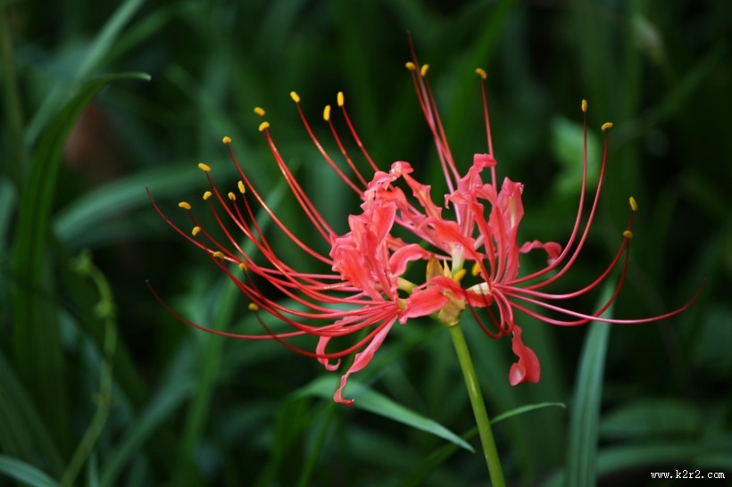火红的彼岸花图片