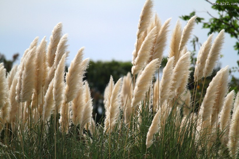 河边柔韧的芦苇图片