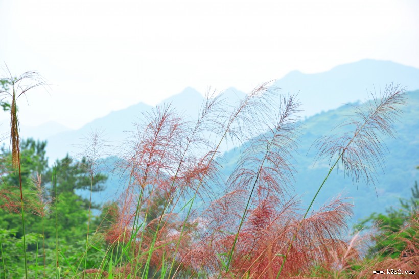 河边柔韧的芦苇图片