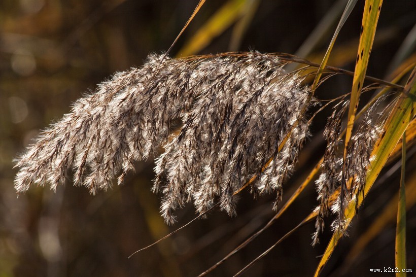 河边柔韧的芦苇图片