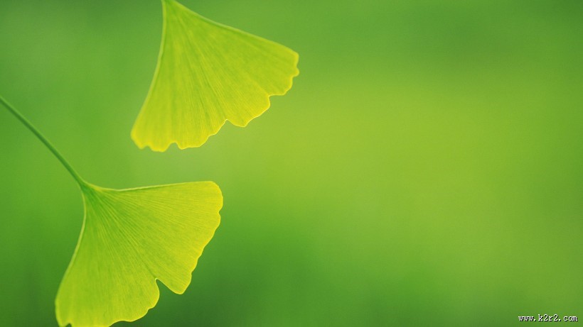 护眼的绿色植物图片大全