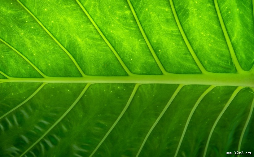 护眼的绿色植物图片大全