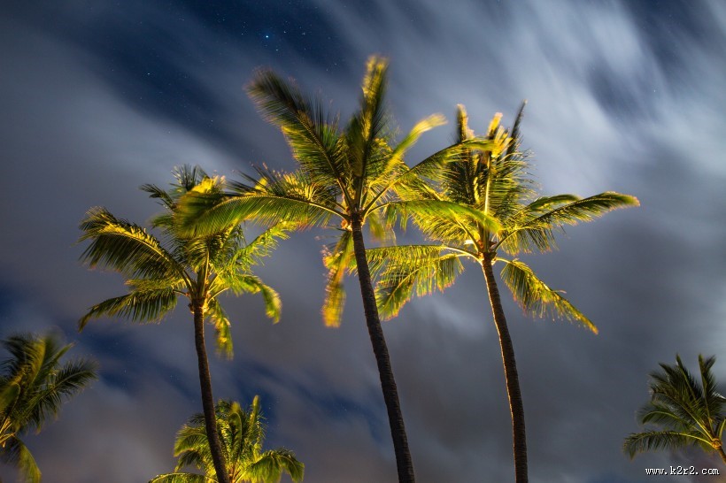 挺拔高大的椰树图片