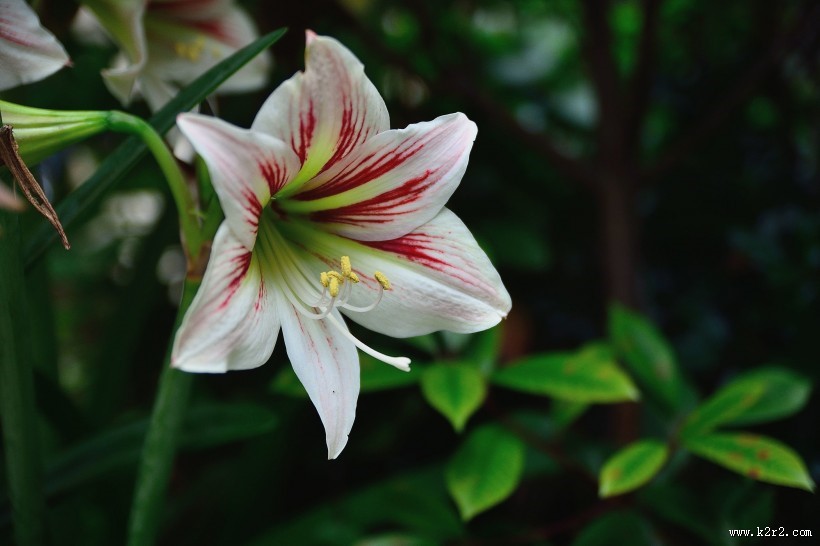 朱顶红花图片大全