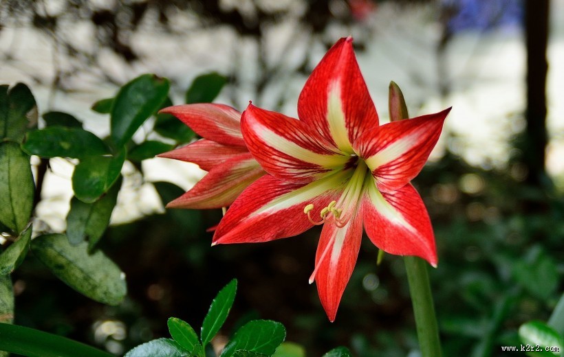 朱顶红花图片大全