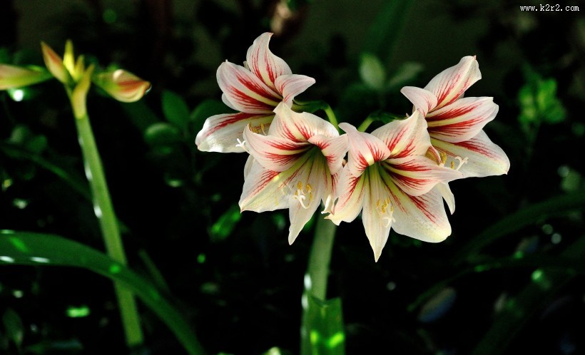 朱顶红花图片大全