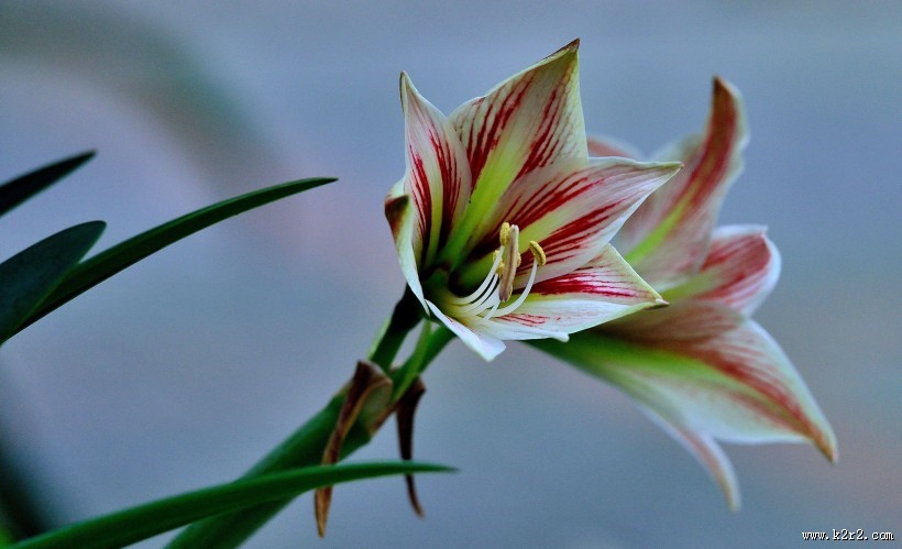 朱顶红花图片大全