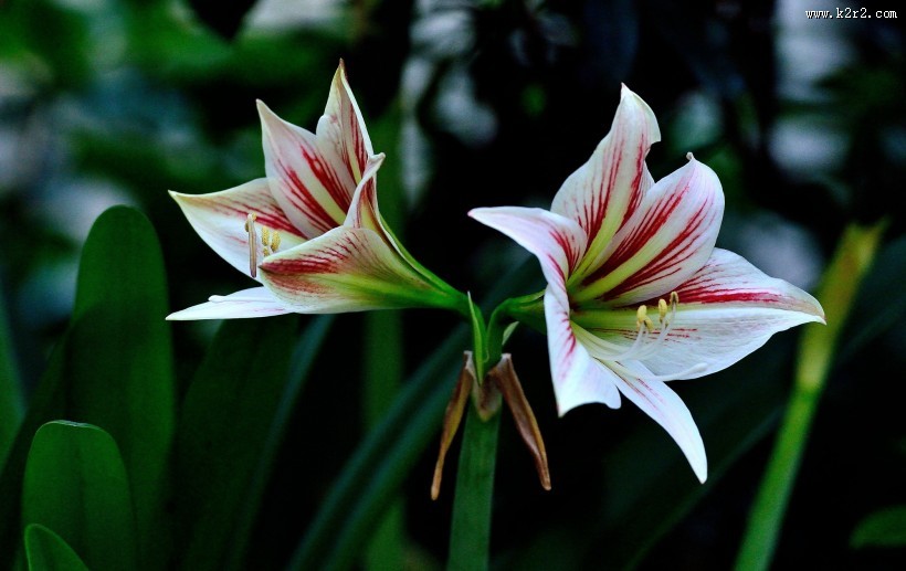 朱顶红花图片大全