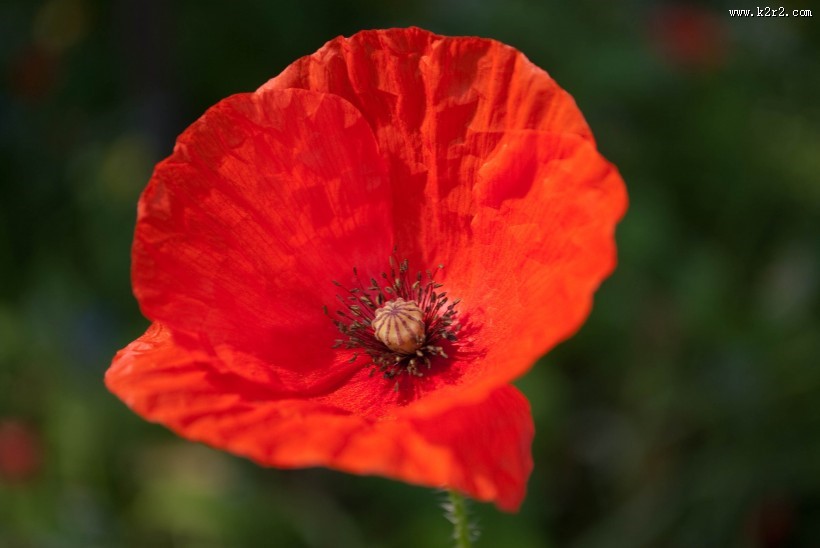罂粟花高清图片