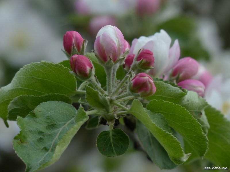 海棠花高清图片