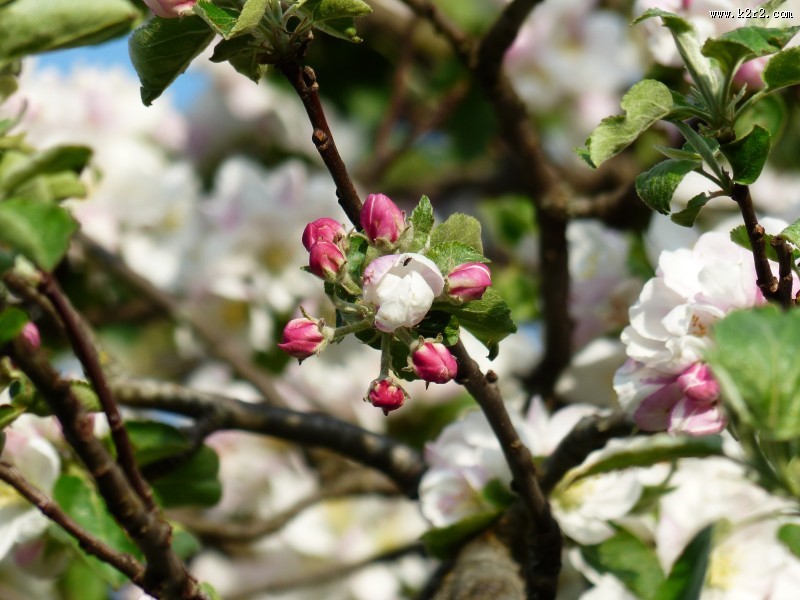 海棠花高清图片