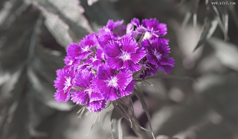 石竹高清图片